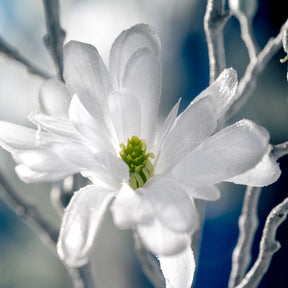 Magnolie 85cm weiß PALAZZO