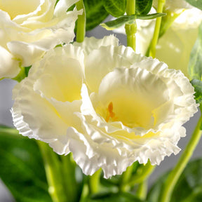 Lysianthus FIORE 78 cm weiß