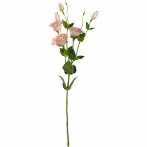 Lysianthus FIORE 78 cm apricot