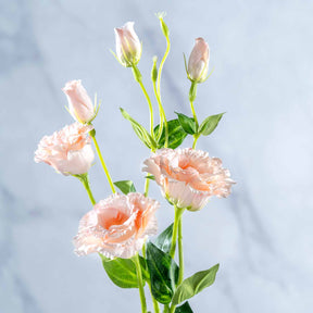 Lysianthus FIORE 78 cm apricot