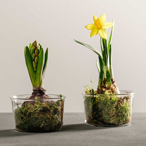 Schale VETRO 9 cm 2er-Set